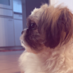 Profilbild von Kamilly