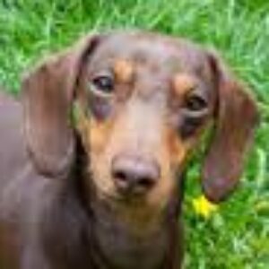 Profilbild von Leo