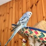 Profilbild von Lisa