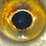 Profilbild von Cédric