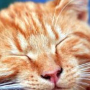 Profilbild von Elena Willi