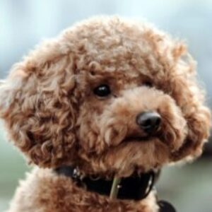 Profilbild von Finja