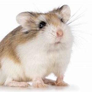 Profilbild von Noe