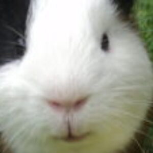 Profilbild von Maksim